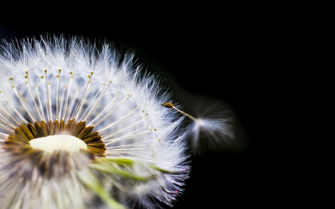 Lege nest syndroom: wat nu? Ontdek je nieuwe levensrichting