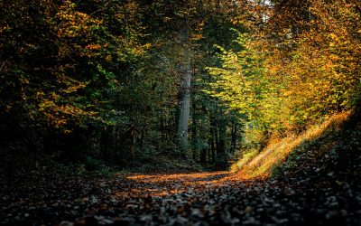 Innerlijke rust vinden: waarom we meer tussenruimte nodig hebben dan ons hoofd denkt